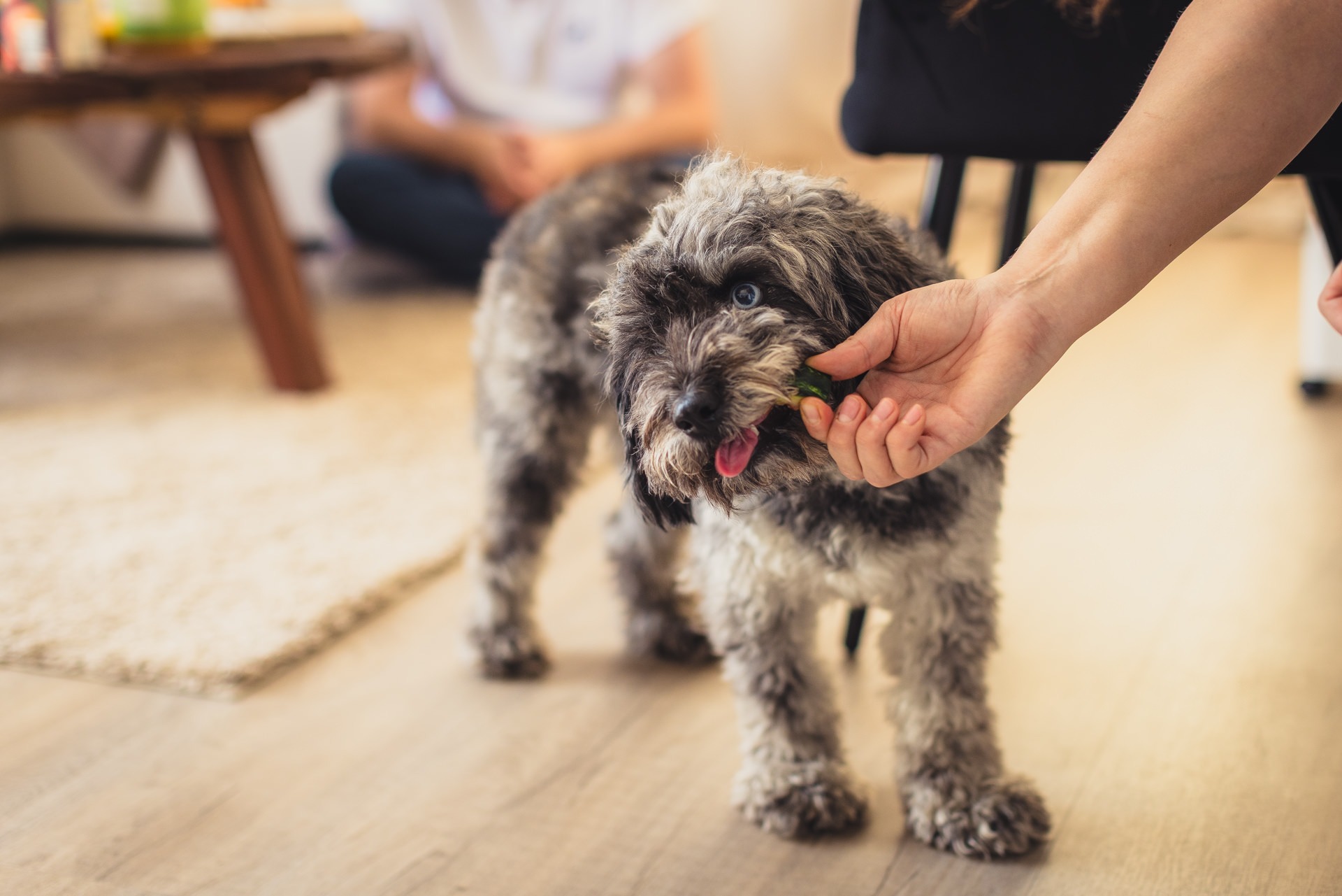 Hochzeitsfotografie Bremen – kleiner Hund beim Getting Ready